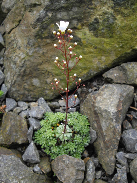 Saxifraga cochlearis 'Minor'
